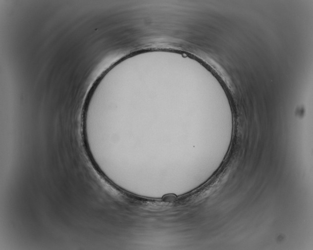 X0000101191285200807250954