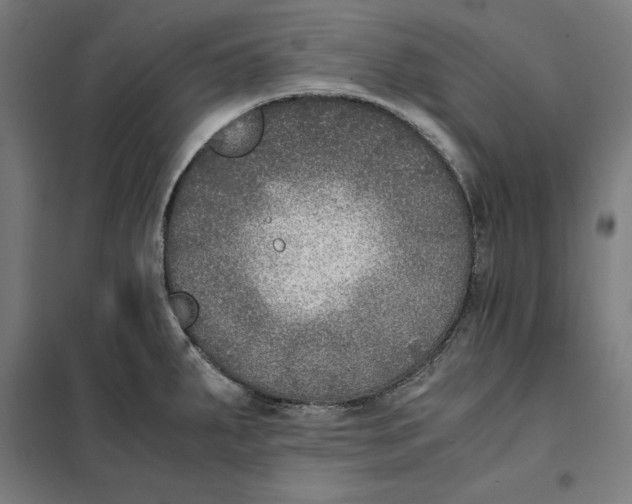 X0000101191287200807250954