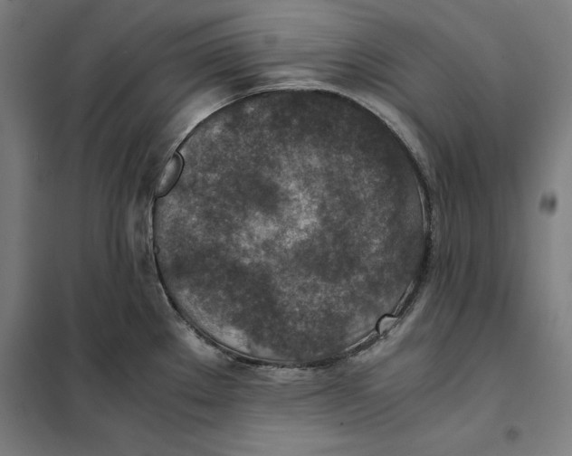 X0000101191289200807250954