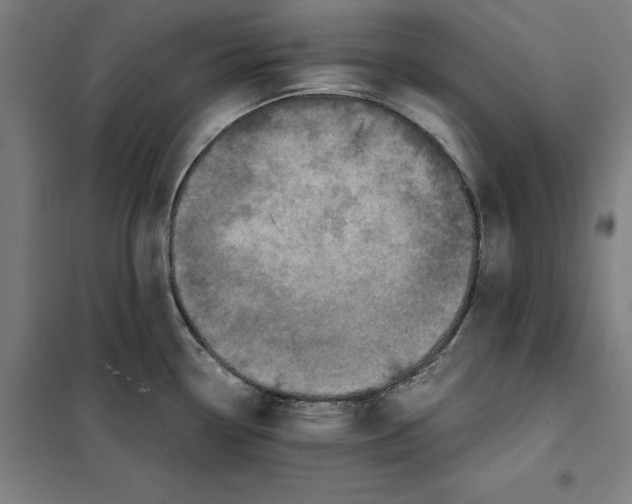 X0000101191338200807250954