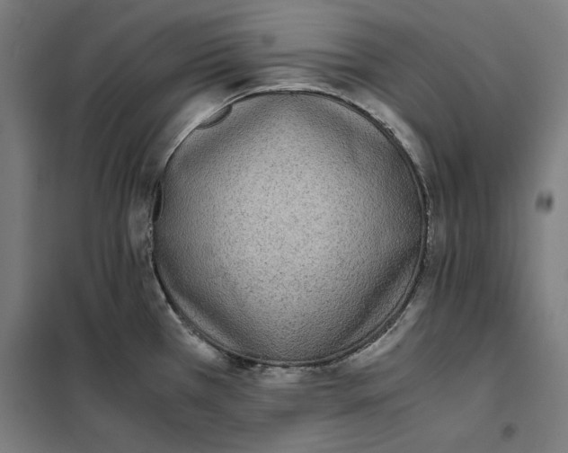 X0000101191385200807250952