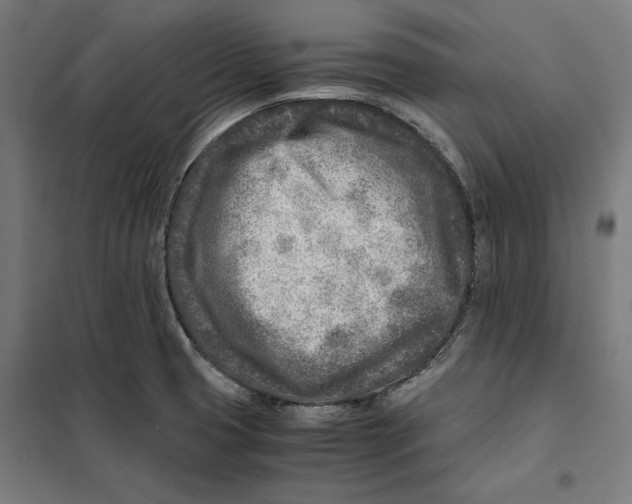 X0000101191425200807250952