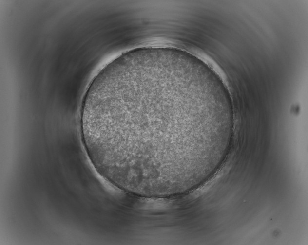 X0000101191429200807250952