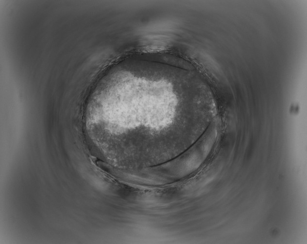 X0000101191441200807250952