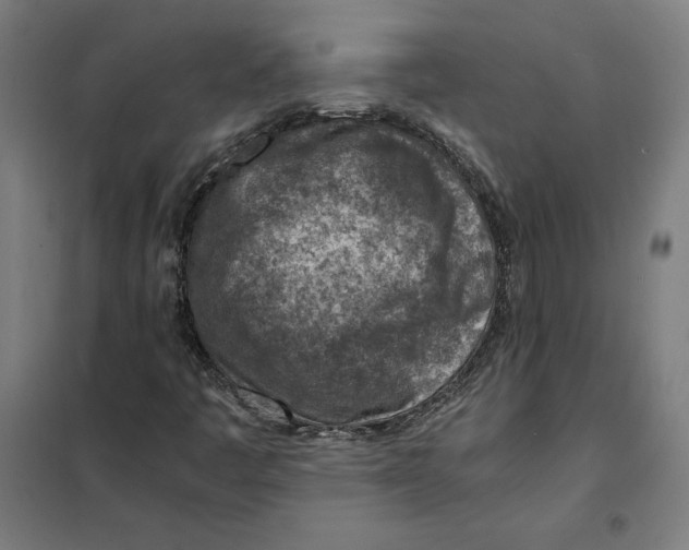 X0000101191445200807250952