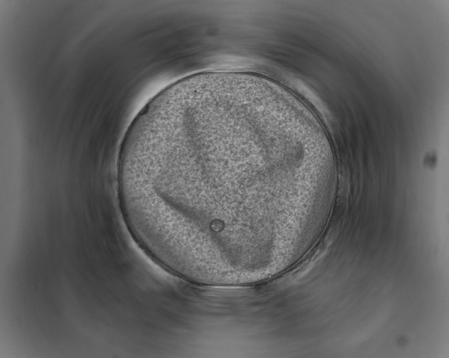 X0000101191487200807250951