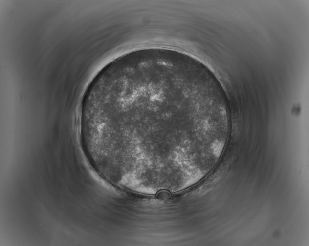 X0000101191515200807250951