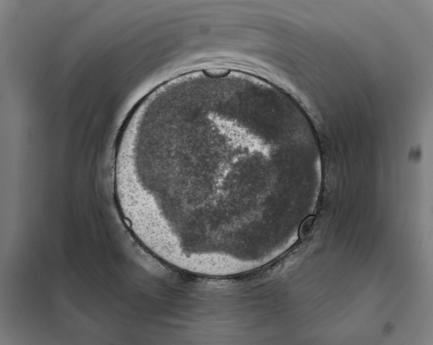 X0000101191522200807250951