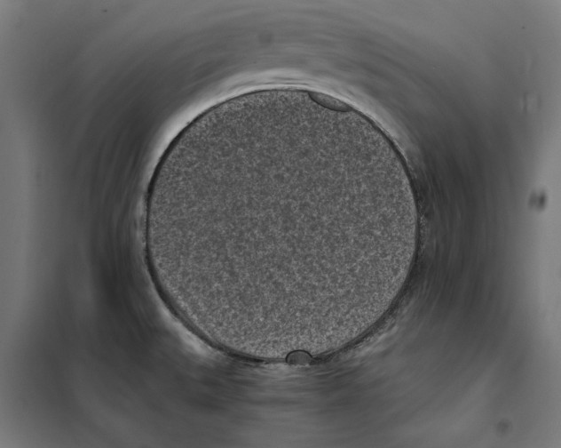X0000101191527200807250951