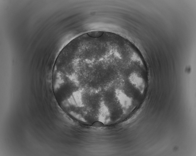 X0000101191529200807250951