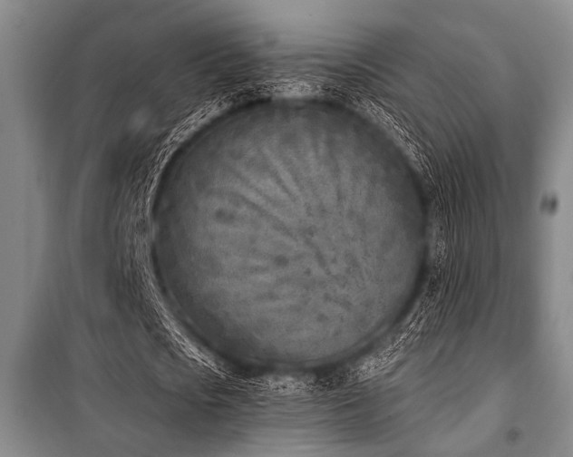 X0000101200721200806271350