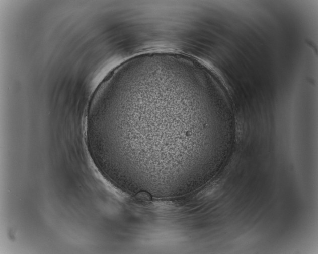 X0000101201383200807110958