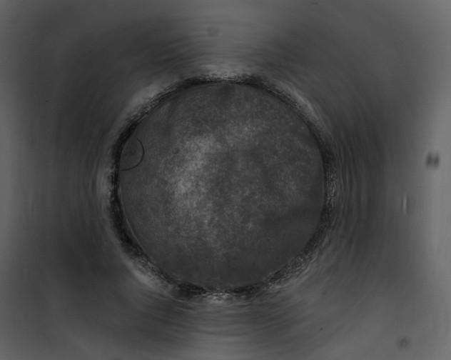 X0000101200736200807181534