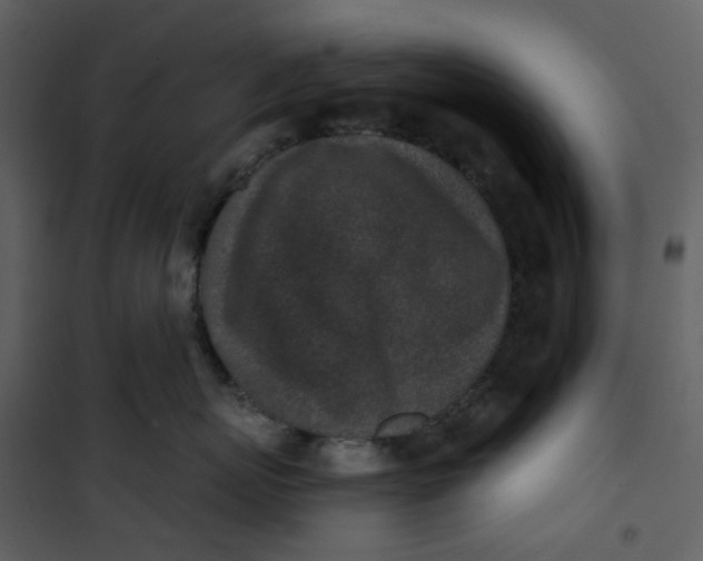 X0000101200767200807181535