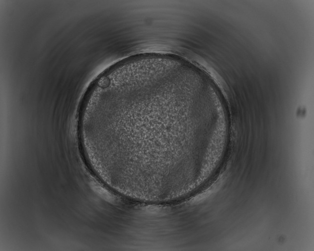 X0000101200779200807181534