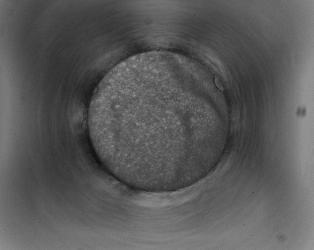 X0000101200029200807251036