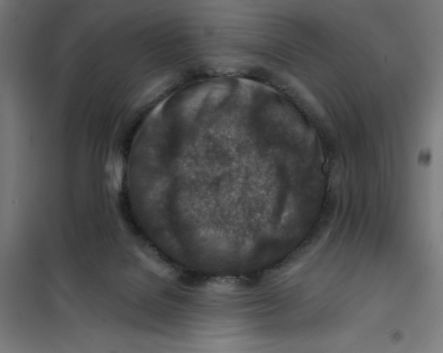 X0000101200076200807251036