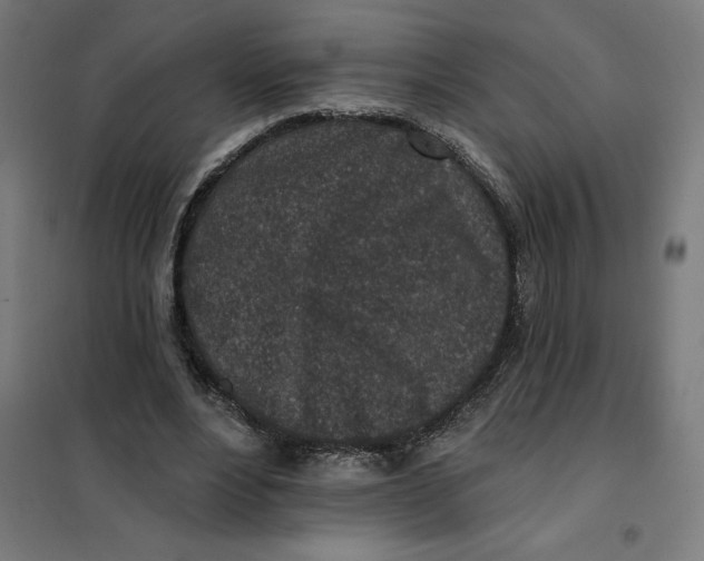 X0000101200488200807251029