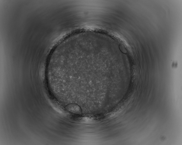 X0000101200496200807251029