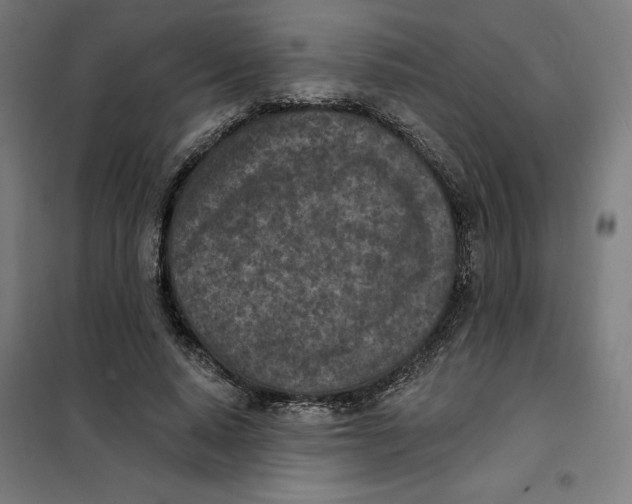 X0000101200640200807251027