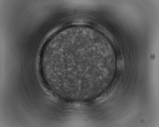 X0000101200724200807251025