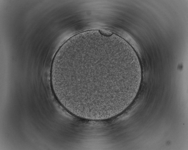 X0000101200954200807251022