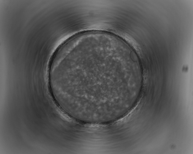 X0000101201077200807251020