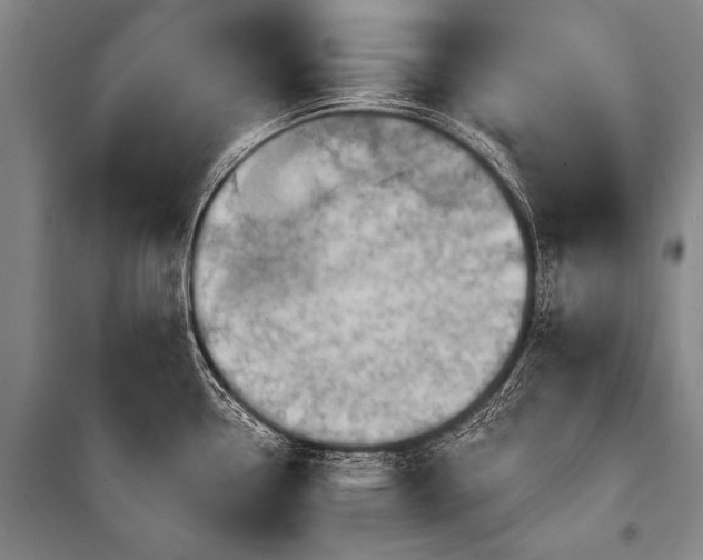 X0000101211338200806271405