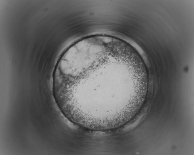 X0000101210807200807071337