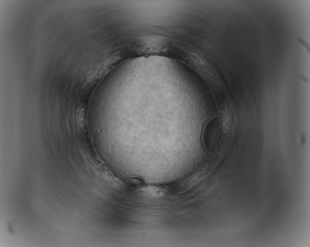 X0000101210326200807111039