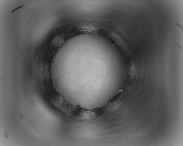 X0000101210572200807111036