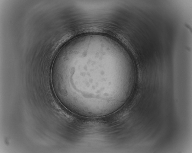 X0000101210625200807111034