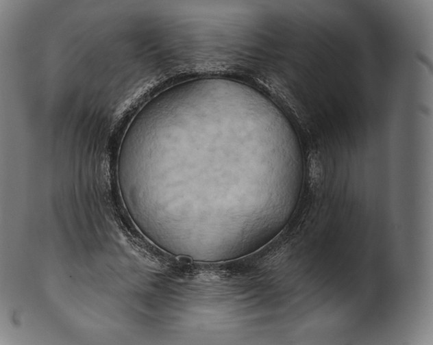 X0000101210684200807111033