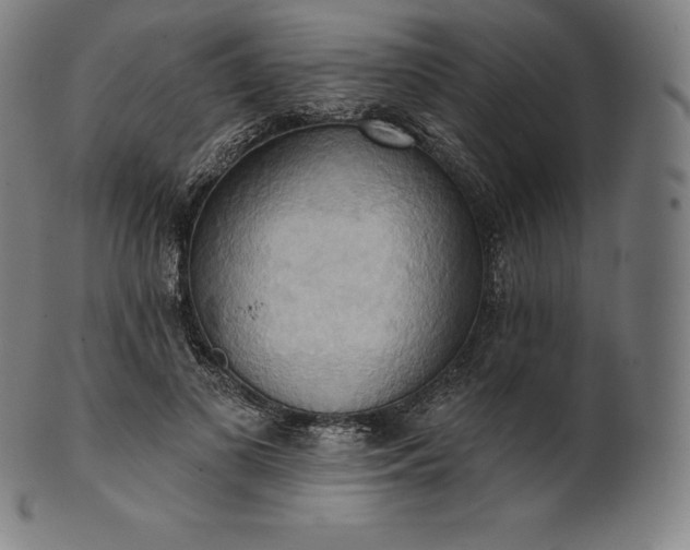 X0000101210693200807111033