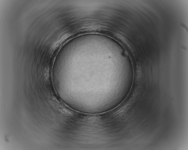 X0000101210778200807111032