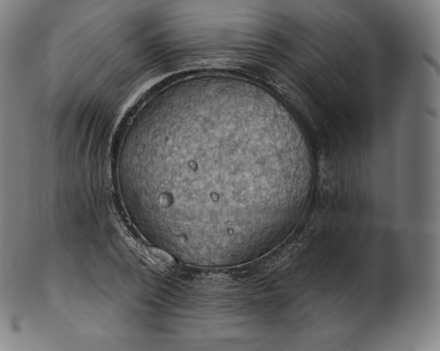 X0000101210784200807111032