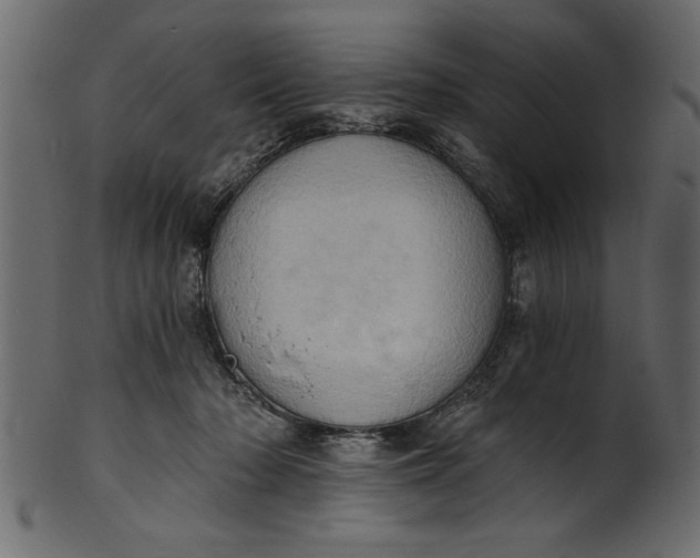 X0000101210318200807181424