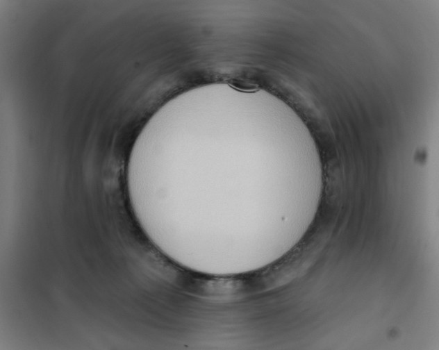 X0000101210225200807251056