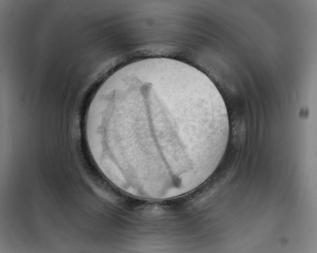 X0000101210254200807251055