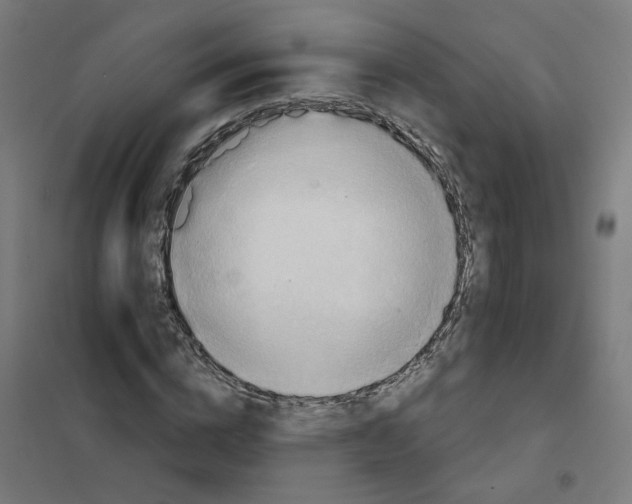 X0000101210824200807251047