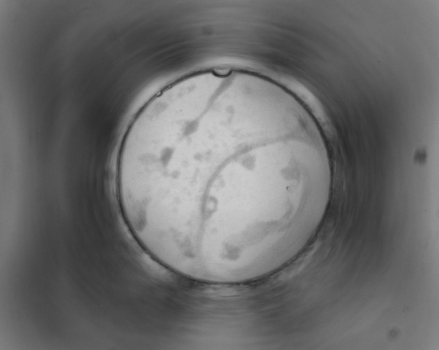 X0000101211199200807251042