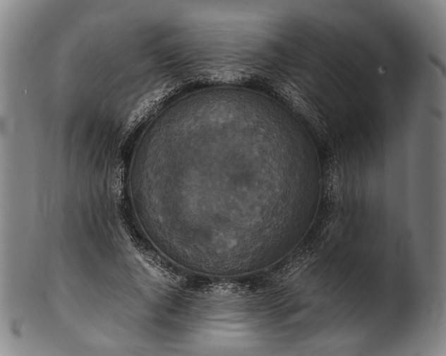 X0000101220736200807111056