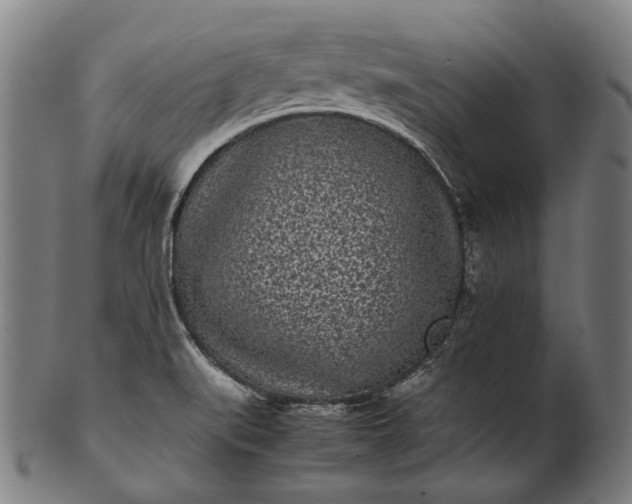 X0000101221519200807111044