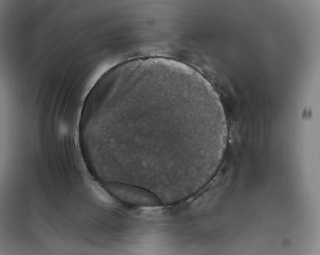 X0000101220052200807251121