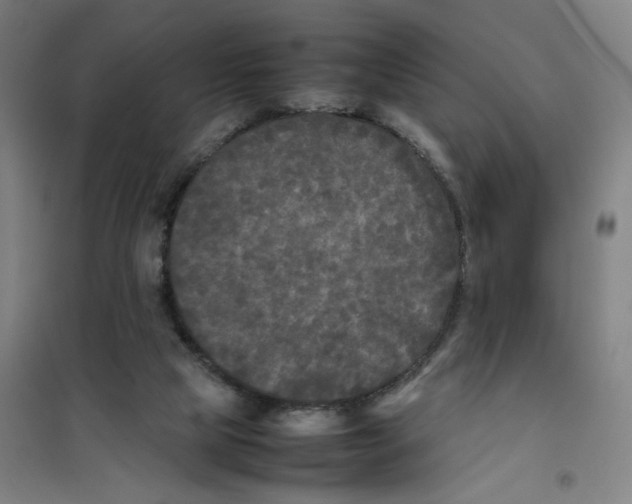 X0000101220065200807251121