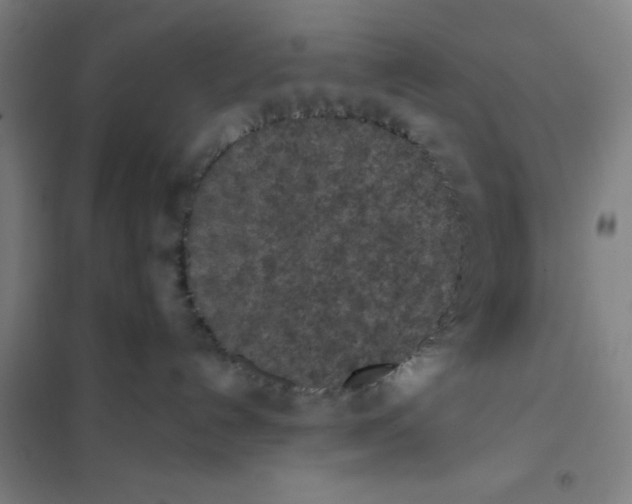 X0000101220192200807251120