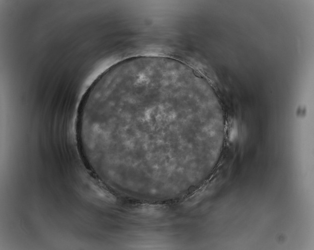 X0000101220292200807251118