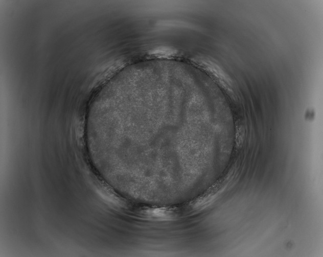 X0000101220365200807251117