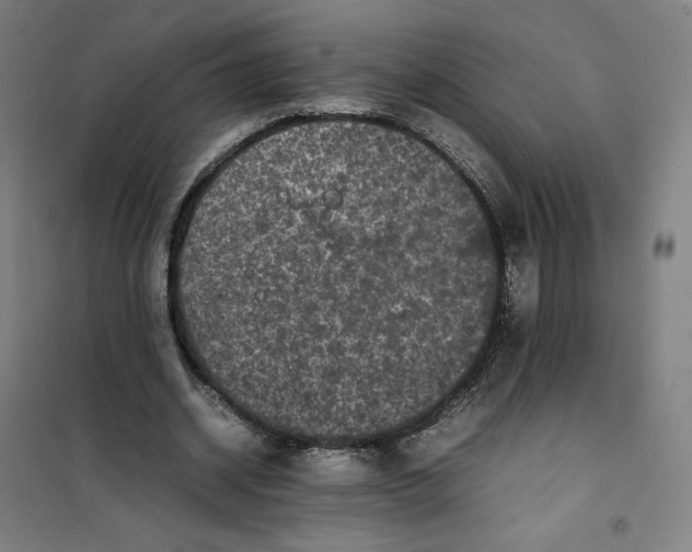 X0000101220534200807251114