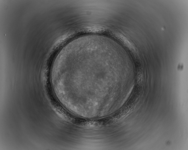 X0000101220736200807251111